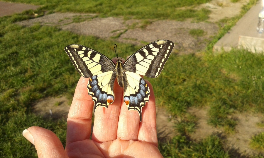 Papilio machaon (Papilionidae)